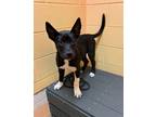 Adopt Elvis a Mixed Breed