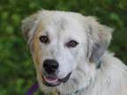 Adopt Shiloh - MEET ME 6/15/24! a Great Pyrenees