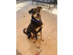 Adopt Lords a Catahoula Leopard Dog, Mixed Breed