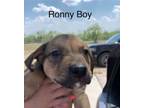 Adopt Ronny MM a Mixed Breed