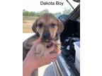 Adopt Dakota MM a Mixed Breed