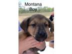 Adopt Montana MM a Mixed Breed