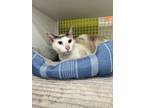 Adopt Root Beer Float 1130 a Siamese