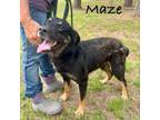 Adopt Maze a Shepherd