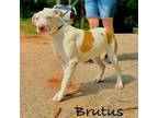 Adopt Brutus a Cattle Dog