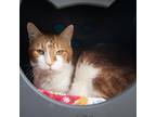 Adopt Sequoia a Domestic Short Hair