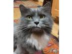 Adopt Cosmo FEE SPONSORED a Maine Coon