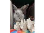 Adopt 2406-0814 Thumper a Flemish Giant, American