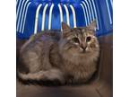 Adopt BoJack Horseman a Domestic Medium Hair, Domestic Short Hair