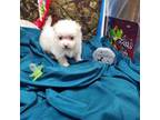 Maltese Puppy for sale in Vinemont, AL, USA
