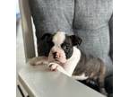 Boston Terrier Puppy for sale in Benton, IL, USA