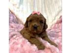 Cavapoo Puppy for sale in Macomb, MO, USA