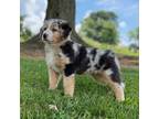 Australian Shepherd Puppy for sale in Dalton, OH, USA
