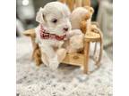 Maltese Puppy for sale in Aurora, CO, USA