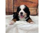 Bernese Mountain Dog Puppy for sale in Braselton, GA, USA