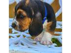 Basset Hound Puppy for sale in Memphis, TN, USA