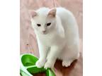 Adopt Scamper COURTESY POST (no adoption fee-FREE) a Domestic Short Hair