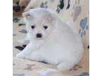 Pomeranian Puppy for sale in Bolivia, NC, USA