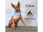 Adopt Coco a Miniature Pinscher