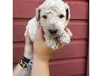 Goldendoodle Puppy for sale in Spartanburg, SC, USA