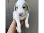 Goldendoodle Puppy for sale in Spartanburg, SC, USA