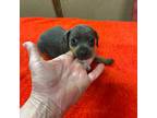 Miniature Pinscher Puppy for sale in Fitzgerald, GA, USA