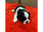 Shih Tzu Puppy for sale in Fitzgerald, GA, USA