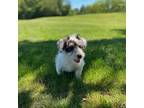 Parson Russell Terrier Puppy for sale in Yorkville, IL, USA