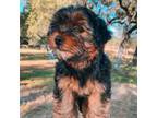 Yorkshire Terrier Puppy for sale in Somerset, CA, USA