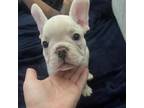 French Bulldog Puppy for sale in Columbia, TN, USA