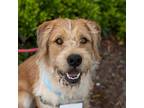 Adopt Jack - Adopted! a Labrador Retriever, Wirehaired Terrier