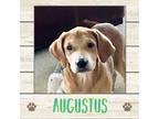 Adopt Augustus a Mixed Breed