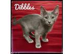 Adopt Dibbles a Domestic Short Hair