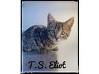 Adopt Thomas Eliot a Domestic Short Hair