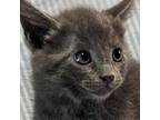 Adopt Chive a Russian Blue, Domestic Short Hair