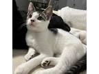 Adopt Lorca a Domestic Short Hair