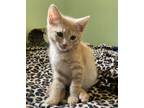 Adopt LUMPIA - Food Squad Kitten Boy a Domestic Short Hair