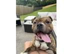 Adopt Tiger Meatball a Pit Bull Terrier