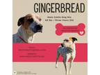 Adopt Gingerbread a Cattle Dog