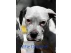 Adopt Little Dreamer a American Staffordshire Terrier, Pit Bull Terrier