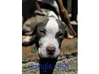 Adopt Jungle Jim a American Staffordshire Terrier, Pit Bull Terrier