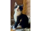 Adopt Vancouver a Domestic Short Hair