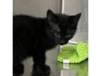 Adopt Zilch a Domestic Short Hair