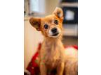 Adopt Hall - Bonded with Oates a Pomeranian