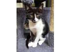 Adopt Baby K (available for pre-adoption) a Domestic Short Hair