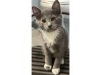 Adopt Curious George a Domestic Short Hair