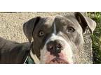 Adopt Suitcase a Pit Bull Terrier, Mixed Breed