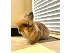 Adopt Thumper a Lionhead