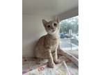 Adopt Woody a Domestic Short Hair