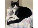 Adopt Ryan Bonded with NiniOutgoing sweetheart! a Domestic Short Hair